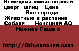 Немецкий миниатюрный(цверг) шпиц › Цена ­ 50 000 - Все города Животные и растения » Собаки   . Ненецкий АО,Нижняя Пеша с.